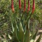 Reitz' Aloe, Aloe reitzii 5 seeds.