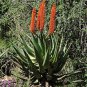 Reitz' Aloe, Aloe reitzii 5 seeds.
