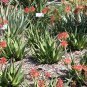 Aloe rudikoppe, Little Gem,  5 seeds.