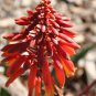 Aloe rudikoppe, Little Gem,  5 seeds.