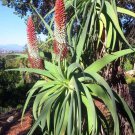 Aloe speciosa  Limp Horn Aloe, Tilt Head Aloe 5 Seeds