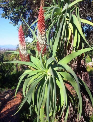 Aloe speciosa  Limp Horn Aloe, Tilt Head Aloe 5 Seeds