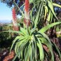 Aloe speciosa  Limp Horn Aloe, Tilt Head Aloe 5 Seeds
