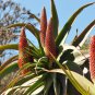 Aloe speciosa  Limp Horn Aloe, Tilt Head Aloe 5 Seeds
