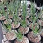Aloe speciosa  Limp Horn Aloe, Tilt Head Aloe 5 Seeds