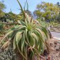 Aloe speciosa  Limp Horn Aloe, Tilt Head Aloe 5 Seeds