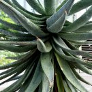 Aloe Spectabilis, Natal Aloe, 5 Seeds