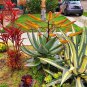 Aloe Spectabilis, Natal Aloe, 5 Seeds