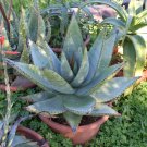Aloe Striata Hybrid, Ghost Aloe, Coral Aloe, 5 Seeds. Aloe Striata Hybrid, Ghost Aloe, Coral Aloe, 5 Seeds.
