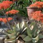 Aloe Striata, aka  Exotic Aloe, 5 Seeds.