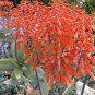 Aloe Striata, aka  Exotic Aloe, 5 Seeds.
