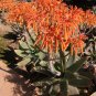 Aloe Striata, aka  Exotic Aloe, 5 Seeds.