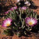 Antimima Ventricosa 5 Seeds