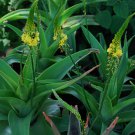 Bulbine Natalensis aka Bulbine Natal 5 Seeds Great Medicinal Values.
