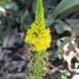 Bulbine Natalensis aka Bulbine Natal 5 Seeds Great Medicinal Values.