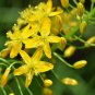 Bulbine Natalensis aka Bulbine Natal 5 Seeds Great Medicinal Values.