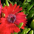 Cephalophyllum Alstonii aka Red Spike Ice Plant 5 Seeds