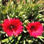 Cephalophyllum Alstonii aka Red Spike Ice Plant 5 Seeds