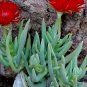 Cephalophyllum Alstonii aka Red Spike Ice Plant 5 Seeds