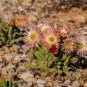Cephalophyllum Spissum 5 Seeds