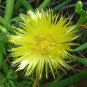 Conicosia Pugioniformis aka Narrow-Leaved Iceplant 5 Seeds