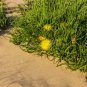 Conicosia Pugioniformis aka Narrow-Leaved Iceplant 5 Seeds