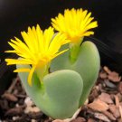 Conophytum Bilobum aka Living Pebble 5 Seeds