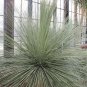 Dasylirion longissima Spineless Sotol 5 Seeds
