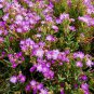 Disphyma Crassifolium, aka Purple Dewplant, Roundleaf Pigface. 5 Seeds