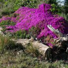 Drosanthemum Floribundum, aka Ice Plant, rodondo creeper, pale dewplant, or dew-flower 5 Seeds