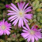 Drosanthemum Floribundum, aka Ice Plant, rodondo creeper, pale dewplant, or dew-flower 5 Seeds