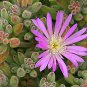 Drosanthemum Floribundum, aka Ice Plant, rodondo creeper, pale dewplant, or dew-flower 5 Seeds