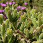 Drosanthemum Floribundum, aka Ice Plant, rodondo creeper, pale dewplant, or dew-flower 5 Seeds