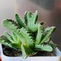 Faucaria Subintegra aka Tiger Jaws  5 Seeds