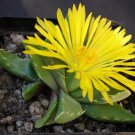 Faucaria Subintegra aka Tiger Jaws  5 Seeds