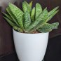 Gasteria Hybrids Mix aka ox-tongue, cow-tongue, lawyer's tongue, mother-in-law's tongue 5 Seeds