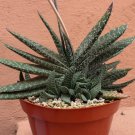 Gasteria Hybrids Mix aka ox-tongue, cow-tongue, lawyer's tongue, mother-in-law's tongue 5 Seeds