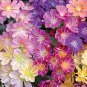 Lewisia mixed hybrid seeds 10 Seeds