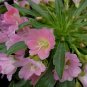 Lewisia mixed hybrid seeds 10 Seeds
