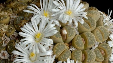 Lithops Marmorata Seeds 8 Seeds