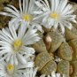Lithops Marmorata Seeds 8 Seeds