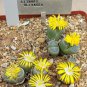 Lithops Olivacea 8 Seeds
