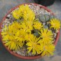 Lithops Olivacea 8 Seeds