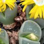 Lithops Olivacea 8 Seeds