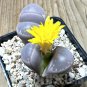 Lithops Olivacea 8 Seeds