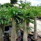 Pachypodium lamerei aka Madagascar palm,  5 Seeds.