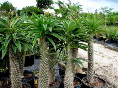 Pachypodium lamerei aka Madagascar palm,  5 Seeds.