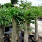 Pachypodium lamerei aka Madagascar palm,  5 Seeds.