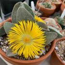 Pleiospilos Simulans aka Split Rock,  10 Seeds.