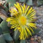 Pleiospilos Simulans aka Split Rock,  10 Seeds.